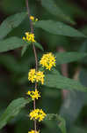 Wreath goldenrod